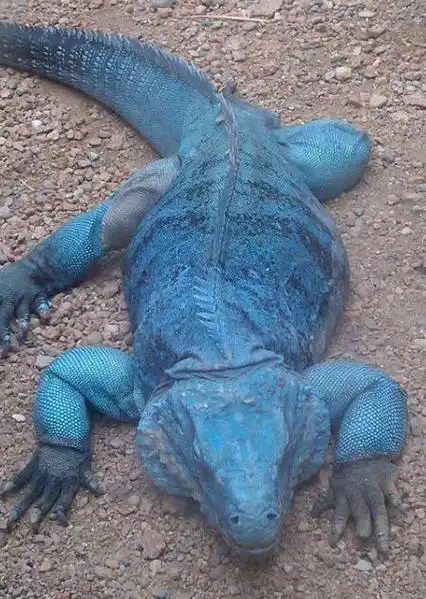 蓝哇哇的蜥蜴-蓝岩鬣蜥