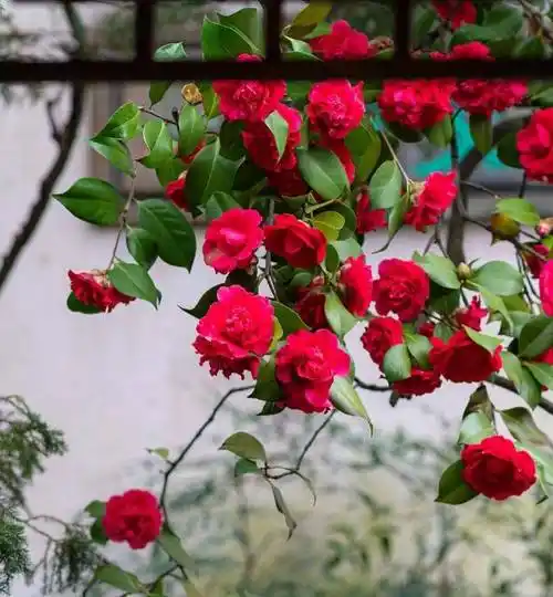 苏州留园的山茶花太惊艳了_http_www_com