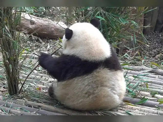 凭背影识别熊猫