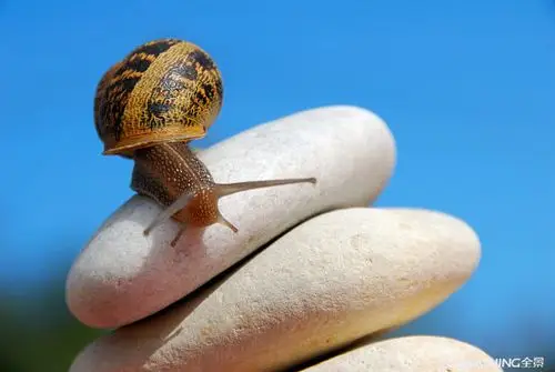 蜗牛图片_图片大全