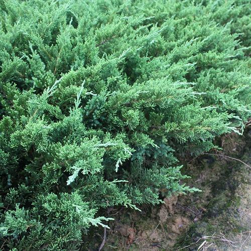 爬地柏苗铺地柏沙地柏绿化苗地被植物松树四季 常青绿植花卉造型