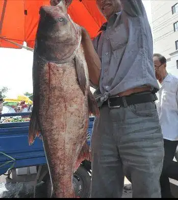 花鲢鱼的吃法有很多,包括香辣炖胖头鱼,油炸胖头鱼
