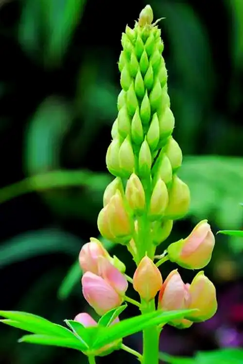 梦幻新西兰,—切都那么自然,湛兰的天空,纯净的空气,在新西兰花开花落