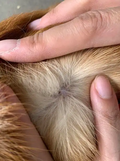 【讨论】狗子皮肤真菌感染 有没有可能是宠物医院洗.