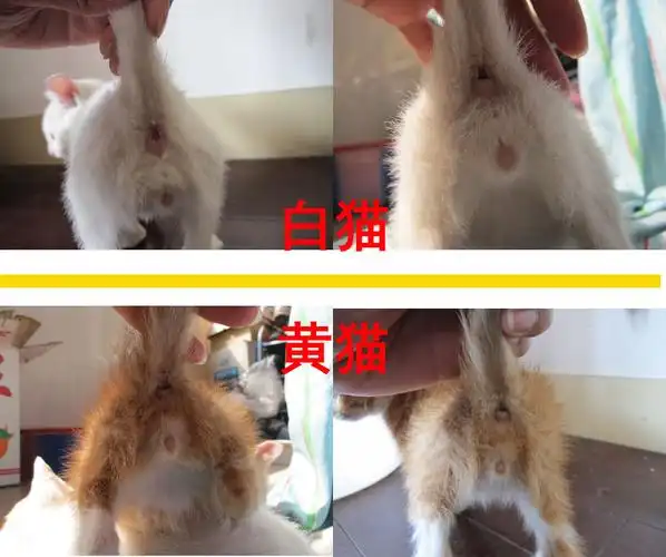 求分辨小猫公母
