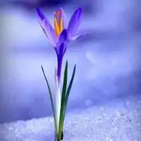 心之淡然的头像图片_微信头像图片大全