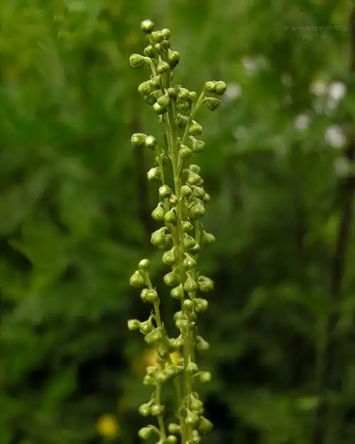 p>裂叶蒿(学名: i>artemisia tanacetifolia /i> linn.