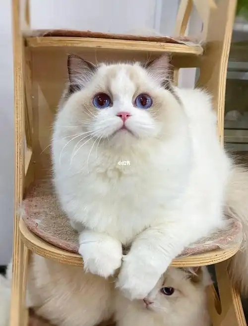 小小黏人精海双布偶猫