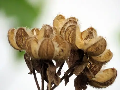 下午,又有一个小时可以再次在此等待,无聊随拍木芙蓉的果子.