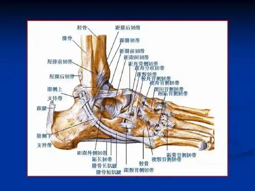 踝关节mrippt