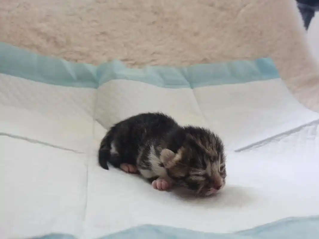 给小猫咪一个家.自己家的蓝猫和串子虎斑所生,颜色五花八门,找 - 抖音