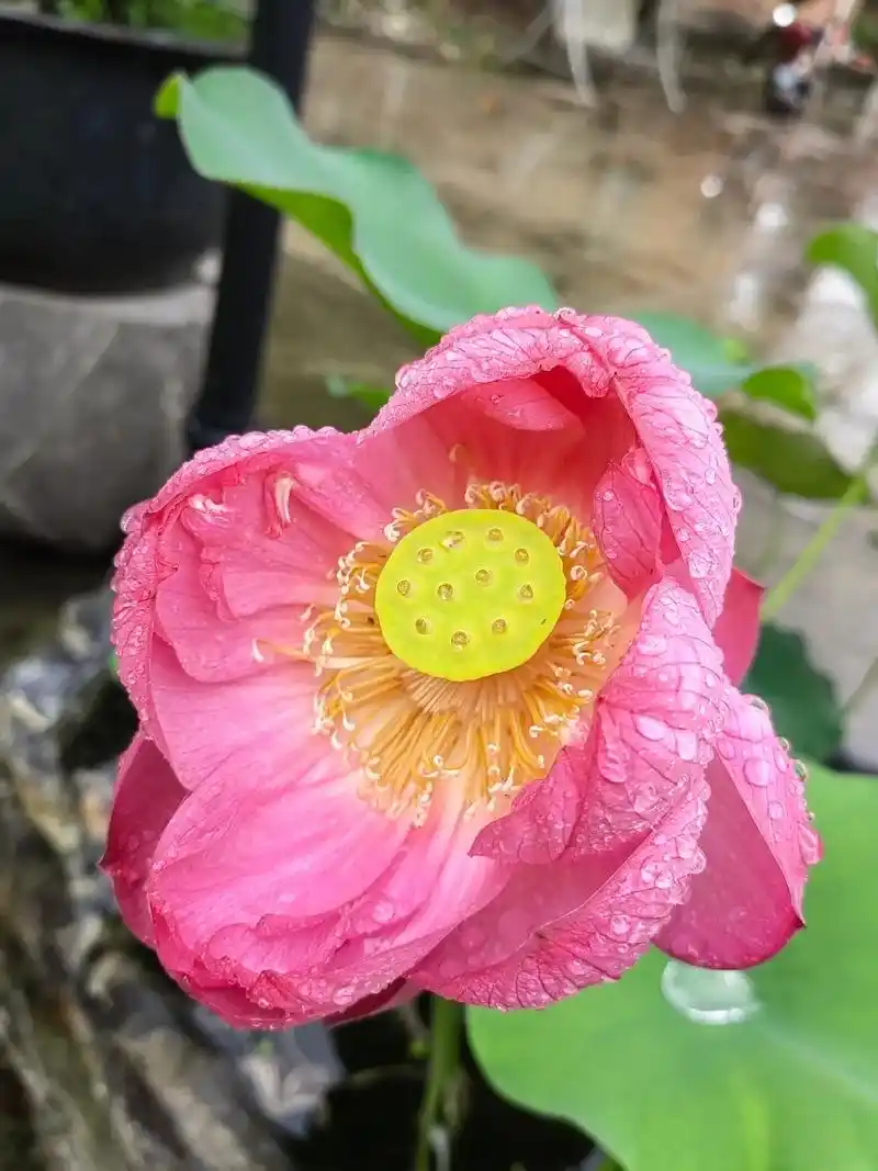 夏至那天拍的荷花,听说夏至发照片跟荷花很配,我专门