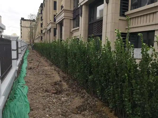 小院北海道黄杨种植(种植密度20棵/平米)