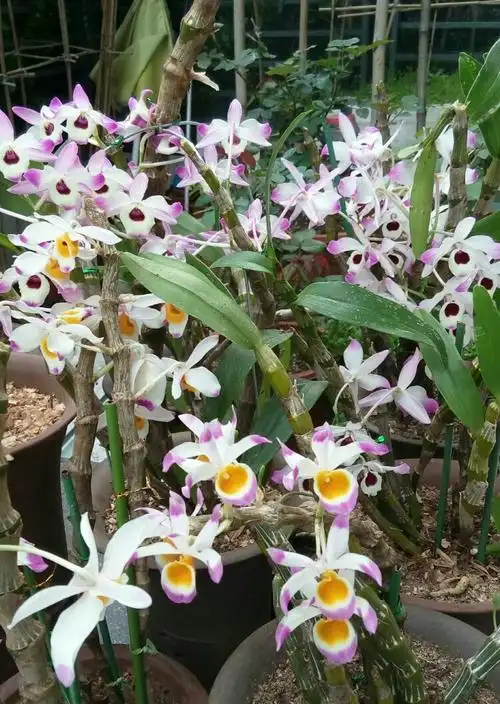 石斛兰花集锦. 元白yuanbai一qu制作.