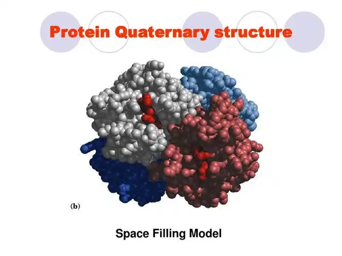 北师大李淼课件 protein quaternary           space filling model