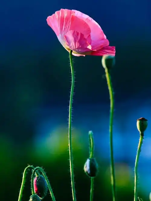 虞美人素材花卉素材