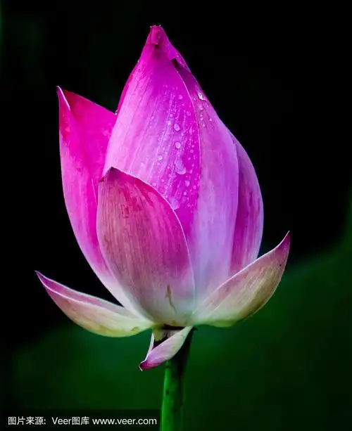 一朵带露珠的荷花在清晨绽放