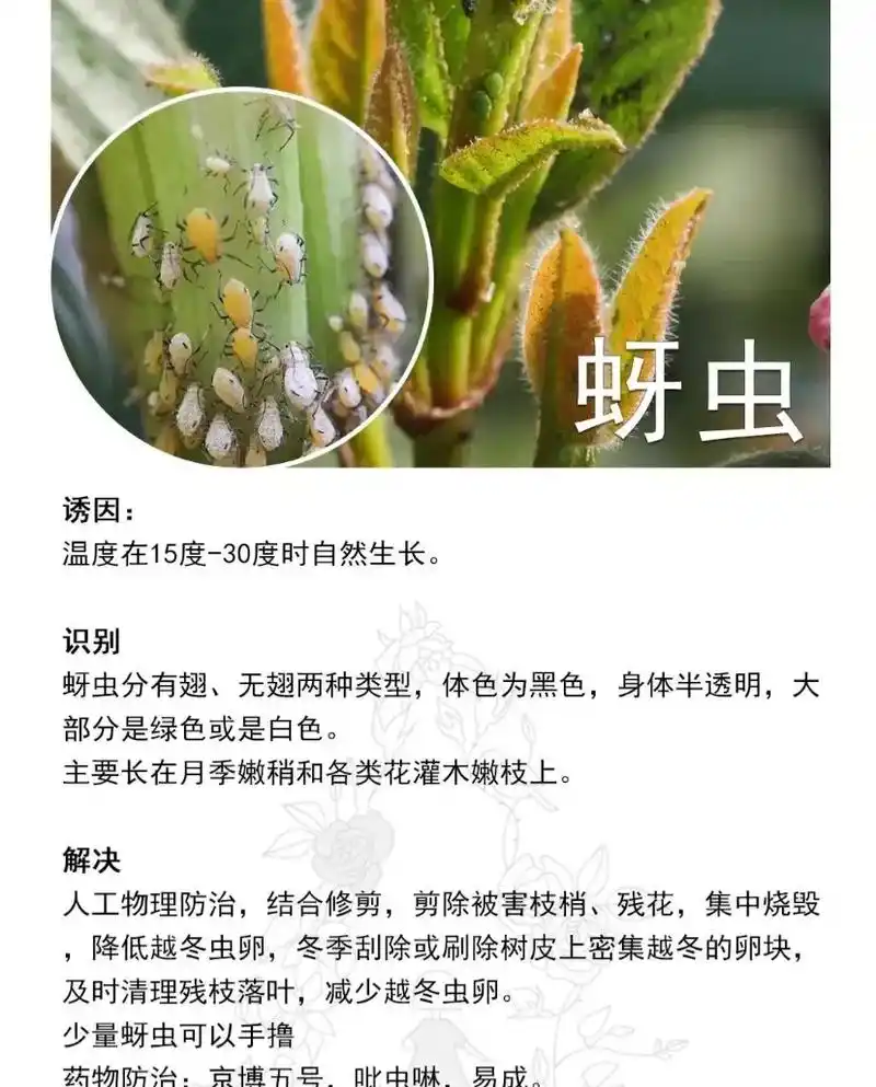 花卉绿植 整理病虫害#爱生活爱养花 - 抖音