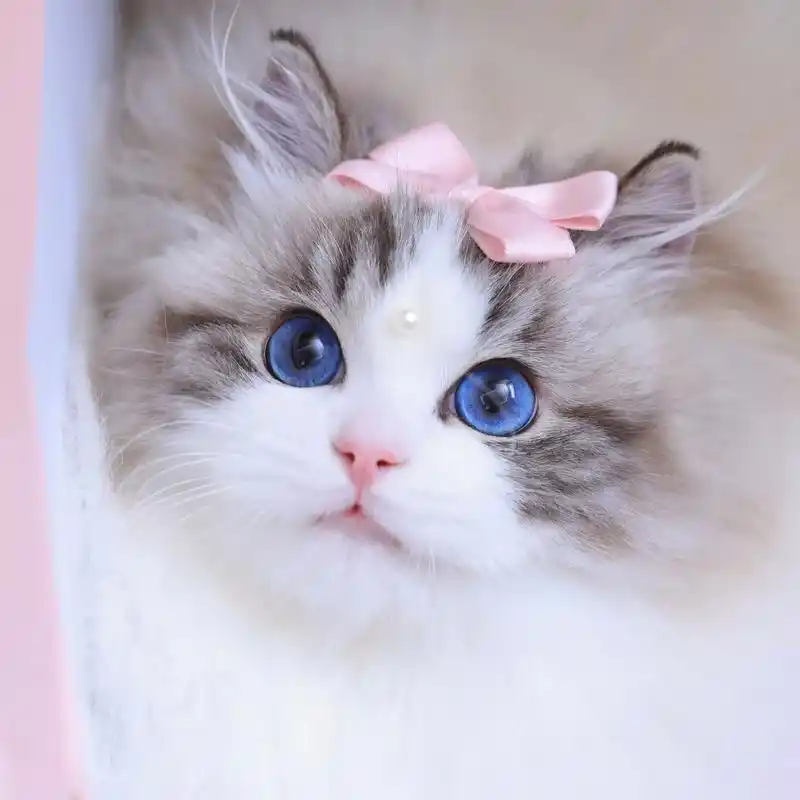 仙女可可多的大头照.#布偶猫 - 抖音