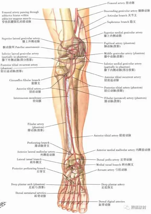 超清晰的下肢(小腿,踝与足)解剖图