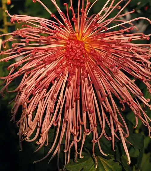 今秋北京北海公园举行菊花展,各色名贵品种菊花争奇斗艳,美