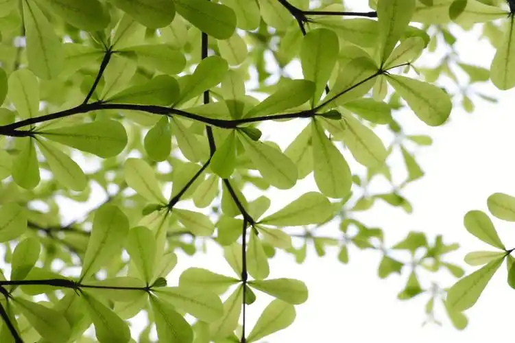 小叶榄仁治愈系的绿色深圳湾运动公园