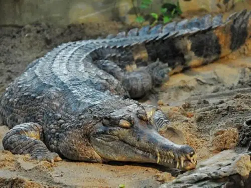 马来鳄的生长繁殖