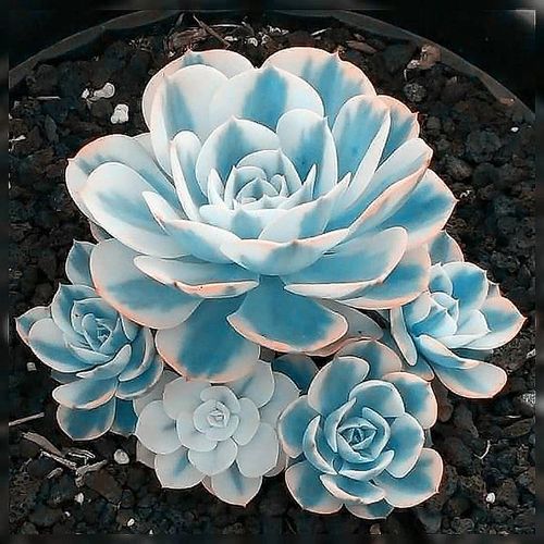 多肉植物老桩超大稀有品种大全肉肉精品花卉多肉植物