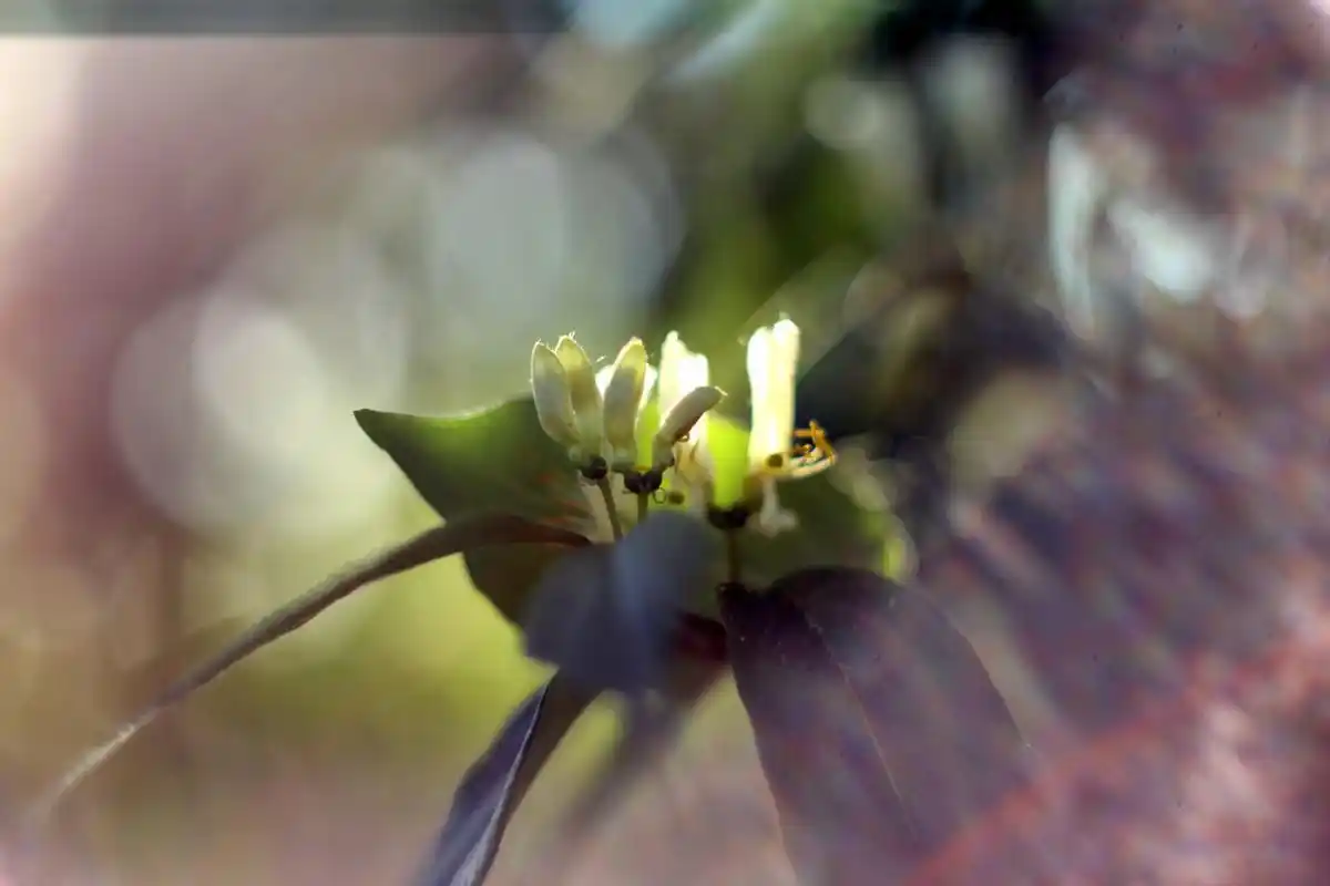 金银忍冬树的花 金银忍冬树,俗称:王八骨头,随拍该树种的开花 - 抖音