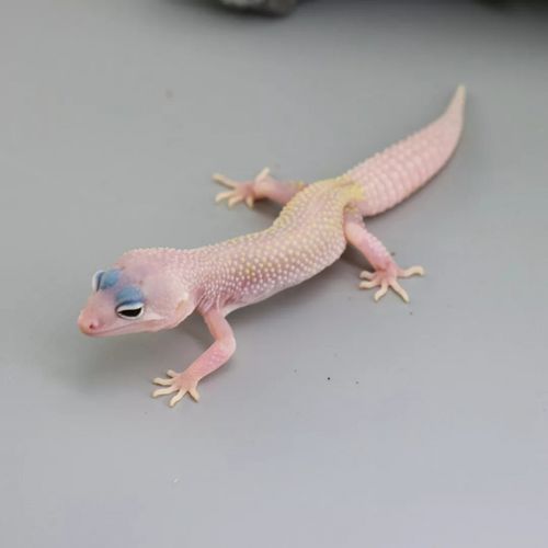 豹纹守宫小蜥蜴活体异宠温顺小可爱入门新手柠檬霜橘子苗爬虫活物