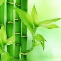 淡雅的竹林头像 绿色清新竹林头像大图_微信头像图片大全