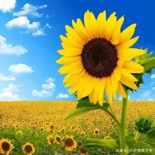 心有阳光的唯美句子晒太阳说说心情的句子