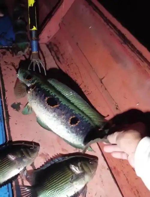 小缸也能养!推荐几种适合混养的大型雷龙鱼