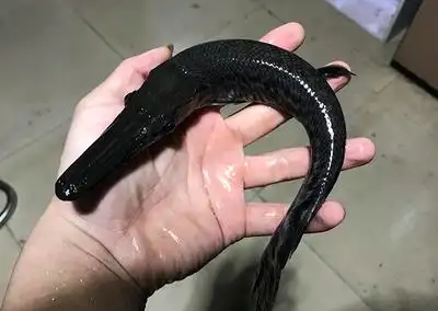 鳄雀鳝福鳄尖嘴鳄活体幽灵火箭大雀鳝 大型凶猛热带观赏鱼活体