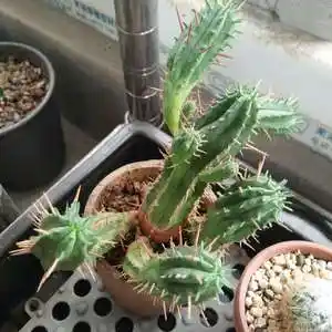 花园 仙人球类 火麒麟花相册 (40)