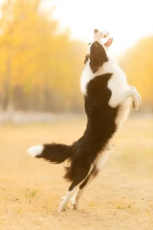 边牧小九户外写真