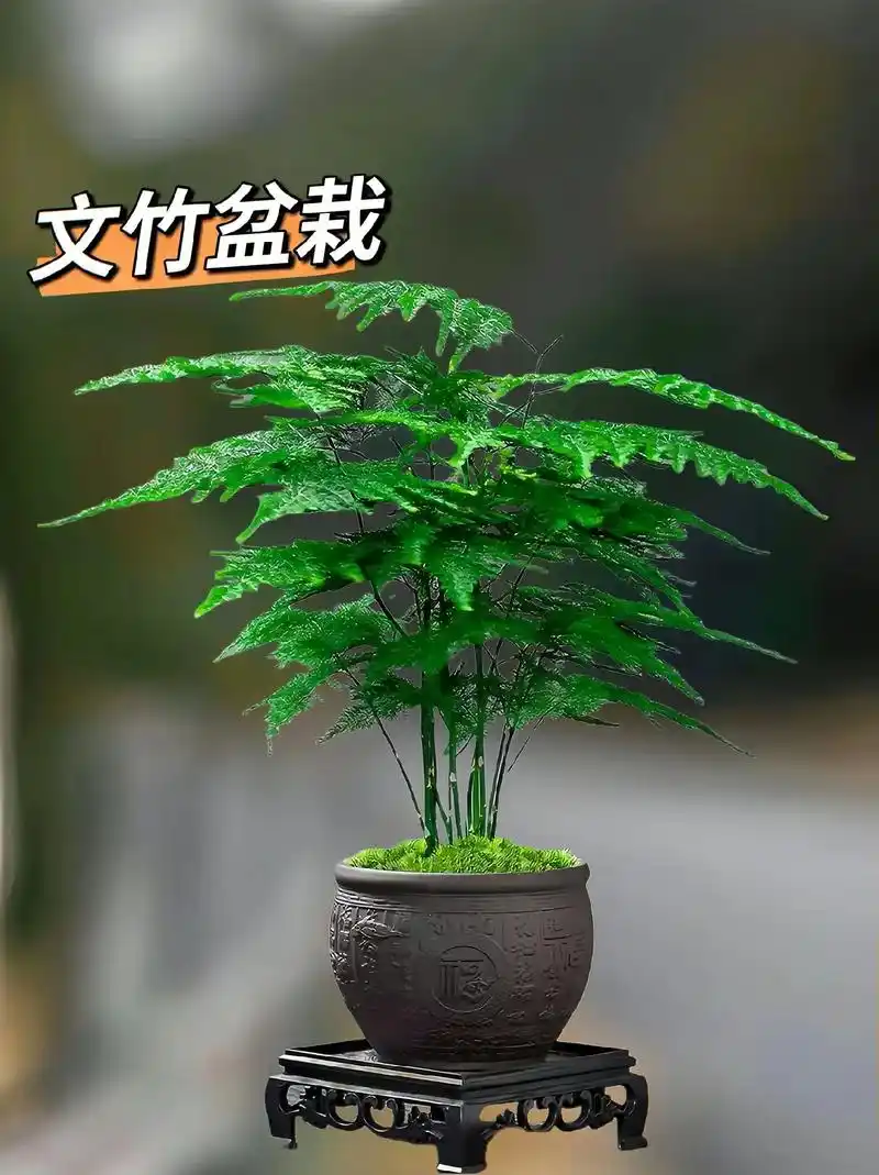 文竹盆栽四季好养
