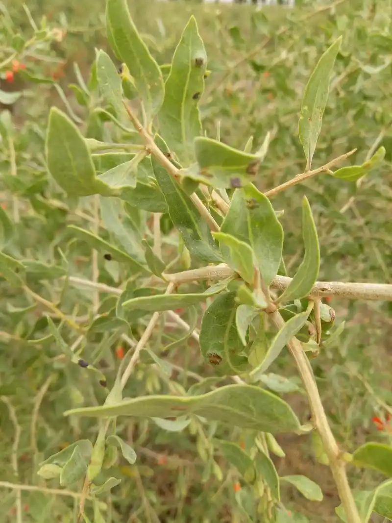 记忆中的枸杞子树