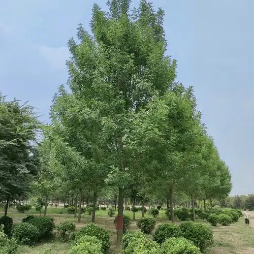 速生白蜡基地 山东绿林大量批发 29公分金叶白蜡价格优惠