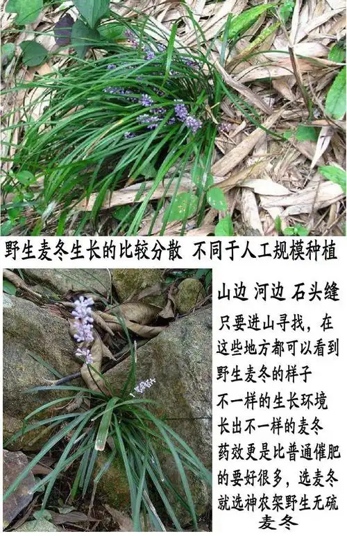 神农架野生麦冬 特级可配玉竹泡水250克无硫麦冬 250克麦冬 250克枸杞