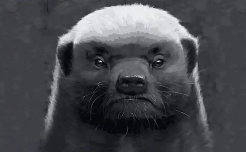 平头哥蜜獾的天敌众多,但没有一种对它们有严重危害,真是不好惹