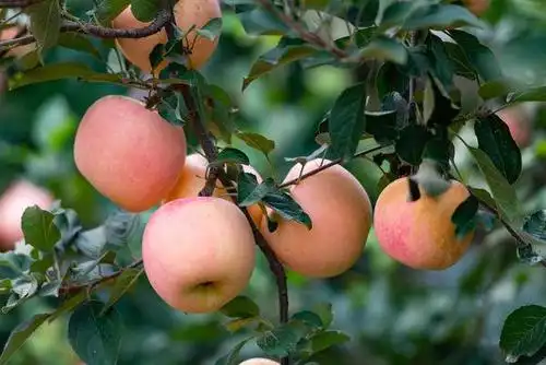 红红的烟台红富士苹果熟了 植物 摄影 秋天 收获 果园 苹果 秋季 成熟