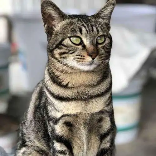 喵界胖子潜力股:中华田园猫详解