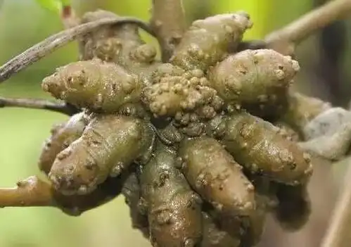 藤三七落葵薯有毒吗