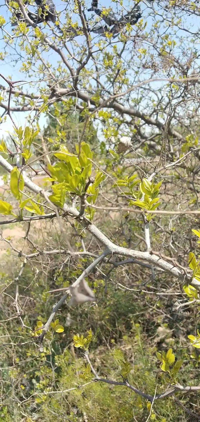 荆棘丛中采嫩芽,精心炮制做香茶.识得荒野杂草性,药食同源求助 - 抖音