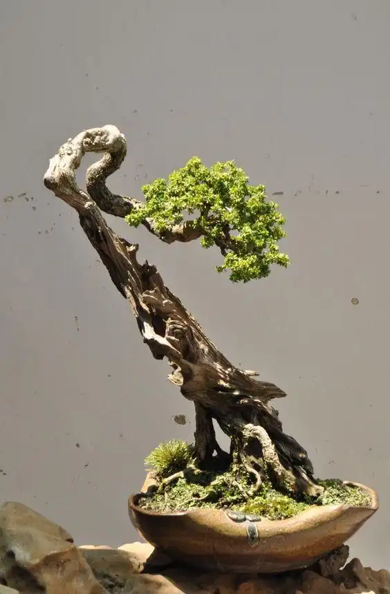 盆景欣赏:老桩盆景,稀少的珍品,几代艺人献青春