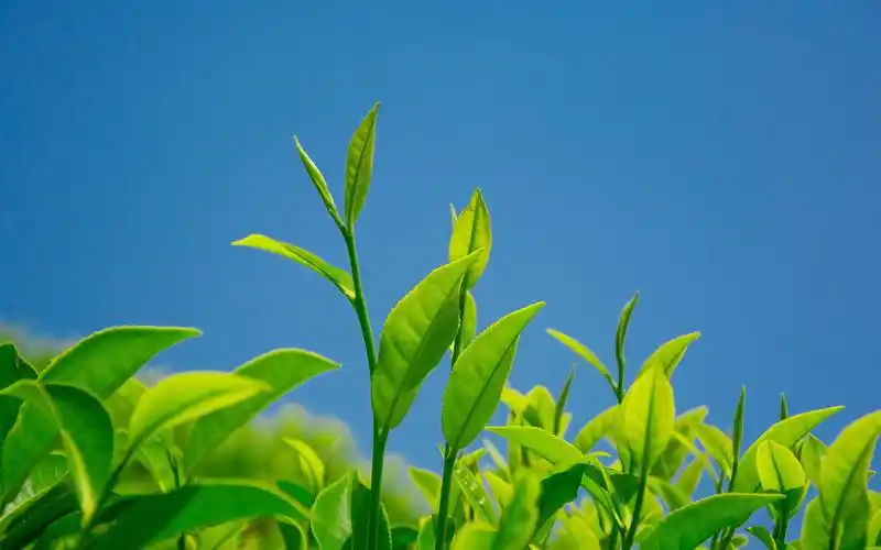 小清新茶叶绿色护眼高清桌面壁纸