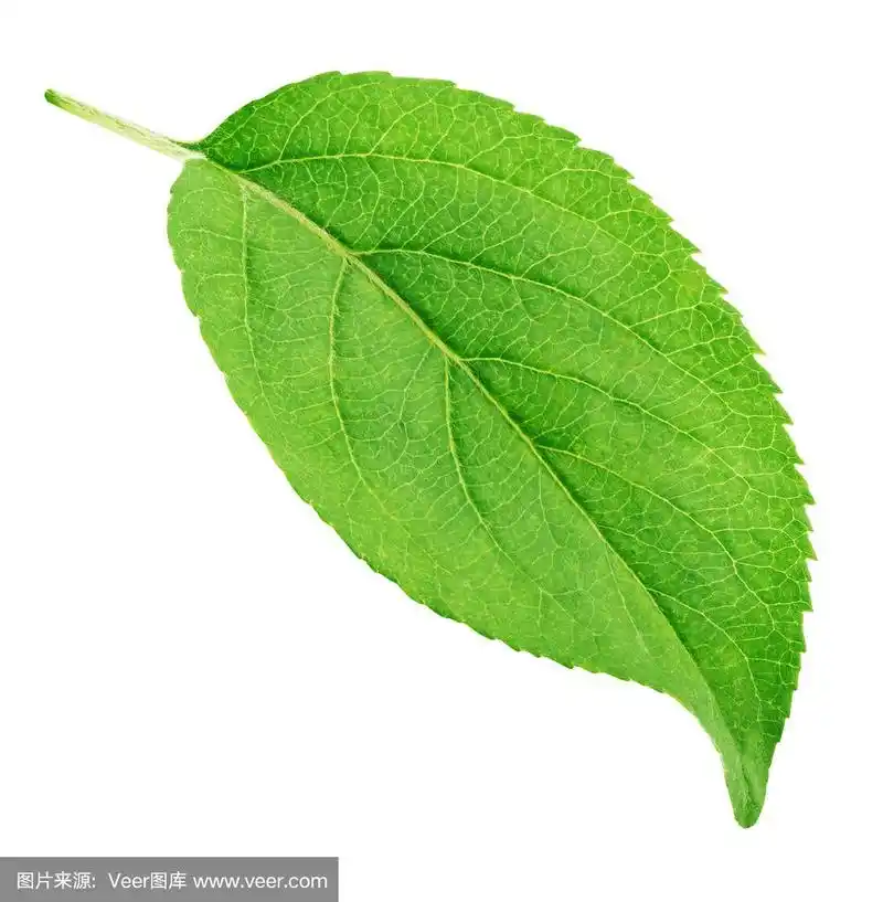 苹果树的叶子孤立在一棵白色的树上