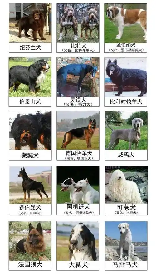 芜湖市公布48种禁养犬