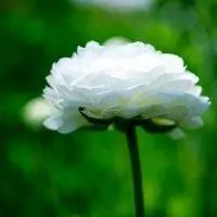 微信头像女花草类图片_微信头像图片大全